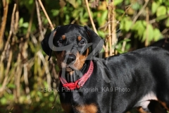 Doberman Pinscher