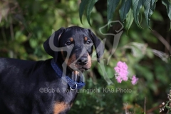 Doberman Pinscher