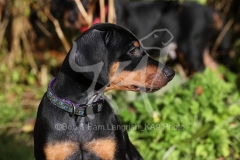 Doberman Pinscher