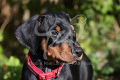 Doberman Pinscher