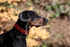 Doberman Pinscher