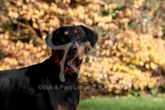 Doberman Pinscher