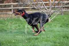 Doberman Pinscher