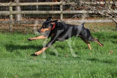 Doberman Pinscher