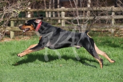 Doberman Pinscher