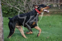 Doberman Pinscher