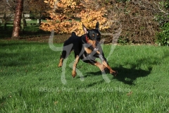 Doberman Pinscher