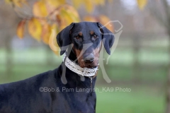 Doberman Pinscher