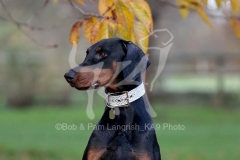 Doberman Pinscher