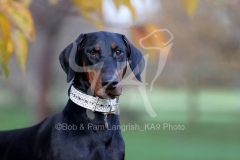 Doberman Pinscher