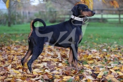 Doberman Pinscher