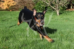 Doberman Pinscher