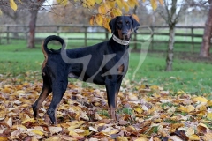 Doberman Pinscher