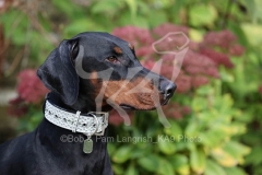 Doberman Pinscher