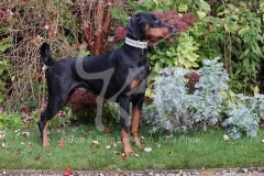 Doberman Pinscher