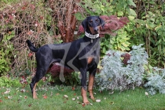 Doberman Pinscher