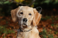 Retriever - Golden