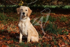 Retriever - Golden