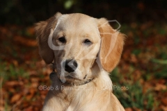 Retriever - Golden