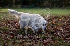 Retriever - Golden