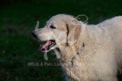 Retriever - Golden