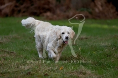 Retriever - Golden