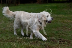 Retriever - Golden