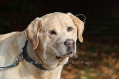 Retriever - Yellow Labrador