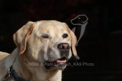 Retriever - Yellow Labrador