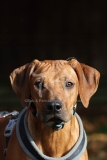 Rhodesian Ridgeback