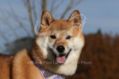 Shiba Inu