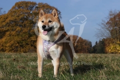 Shiba Inu