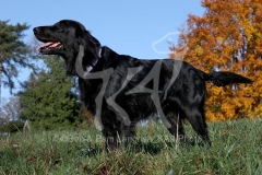 Retriever - Flat-coated