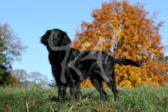 Retriever - Flat-coated