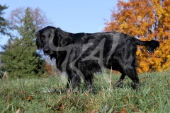 Retriever - Flat-coated