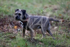 Terrier - Border