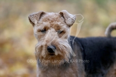 Terrier - Welsh