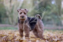 Terrier - Welsh