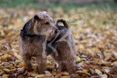 Terrier - Welsh