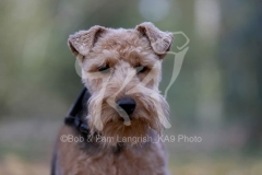 Terrier - Welsh