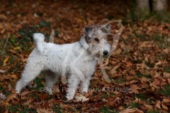 Terrier - Wire Fox