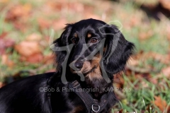 Dachshund - Long-haired Standard