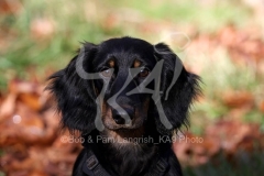 Dachshund - Long-haired Standard