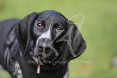 Pointer - German Shorthaired