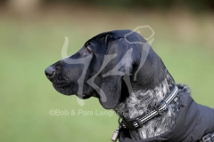 Pointer - German Shorthaired