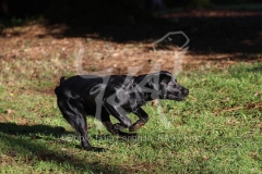 Retriever - Black Labrador