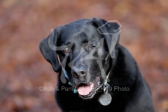 Retriever - Black Labrador