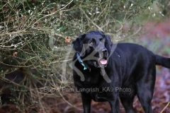 Retriever - Black Labrador