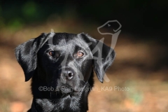 Retriever - Black Labrador