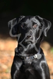 Retriever - Black Labrador